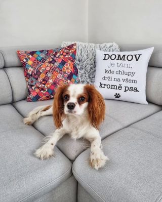 Zpětná vazba je to nejdůležitější🐶 za každou jednu fotku Vám jsme nesmírně vděční❤️ Děkujeme🙏🏼 #puppies #cutepuppies...